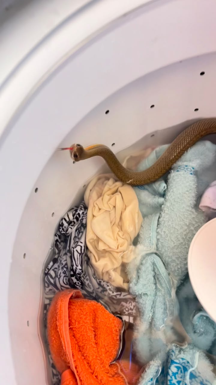 Bombeiros capturam serpente encontrada em máquina de lavar roupas em Pires do Rio